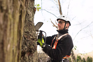 Tree Surgery image